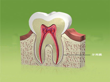 <b>什么是牙周膜</b>