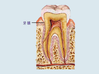 <b>什么是牙颈</b>